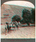 Camels, beasts of burden, near Itea, Greece.
