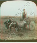 Primitive Greece ,old solid wheel carts will used on the Plain of Thessaly.