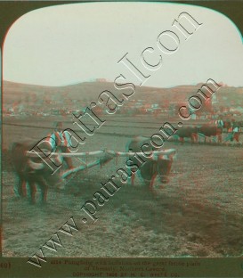 Ploughing with buffaloes on the great, fertile Plain of Thessaly.