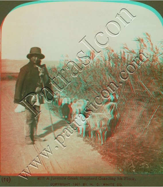 A juvenile Greek shepherd guarding his flock.