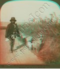 A juvenile Greek shepherd guarding his flock.